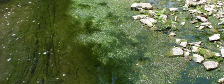 Heavy algal growth caused by nutrient enrichment