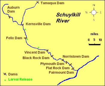 schuylkill shad norristown