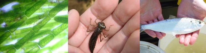 Filamentous green algae (left), dragonfly nymph (center), river herring (right)