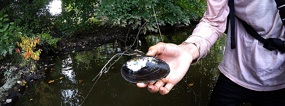 Photo: Spencer Roberts of the Partnership for the Delaware Estuary is shown holding an eastern elliptio mussel. Credit: PDE 
