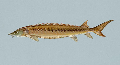 Shortnose sturgeon